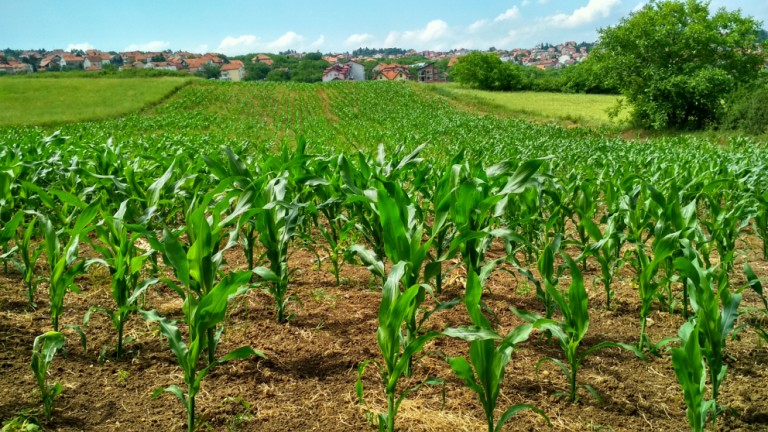 Paraná manteve liderança em contratação de seguro rural em 2019