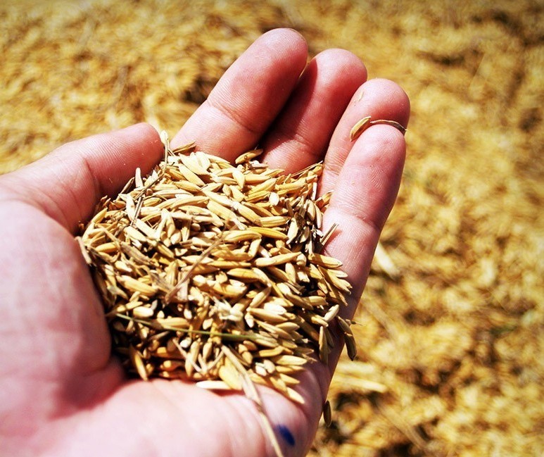 Preço do arroz segue valorizado após colheita chegar ao fim 