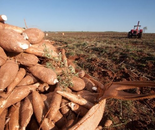 Tonelada da raiz de mandioca custa R$ 330 em Umuarama 