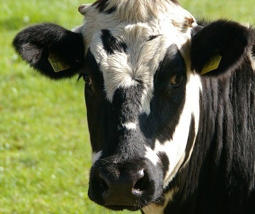 Vaca gorda custa R$ 135 a arroba em Paranavaí e Umuarama