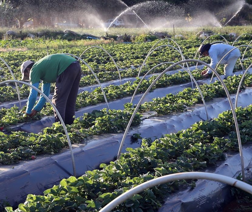 Condições climáticas ajudam produtores nas primeiras semanas do ano