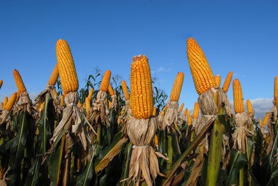 Atrasos no plantio do milho geram impacto em diversos estados