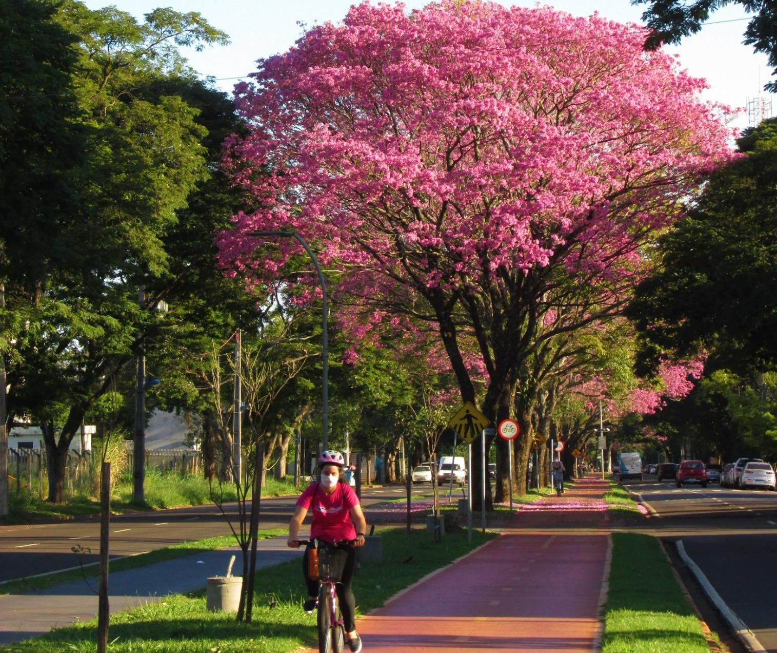 Maringá é a única cidade do Paraná com contador automático de bikes