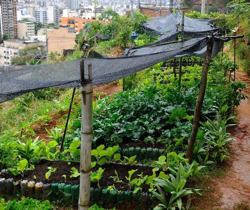 Hortas comunitárias de Maringá voltam a atender o público 