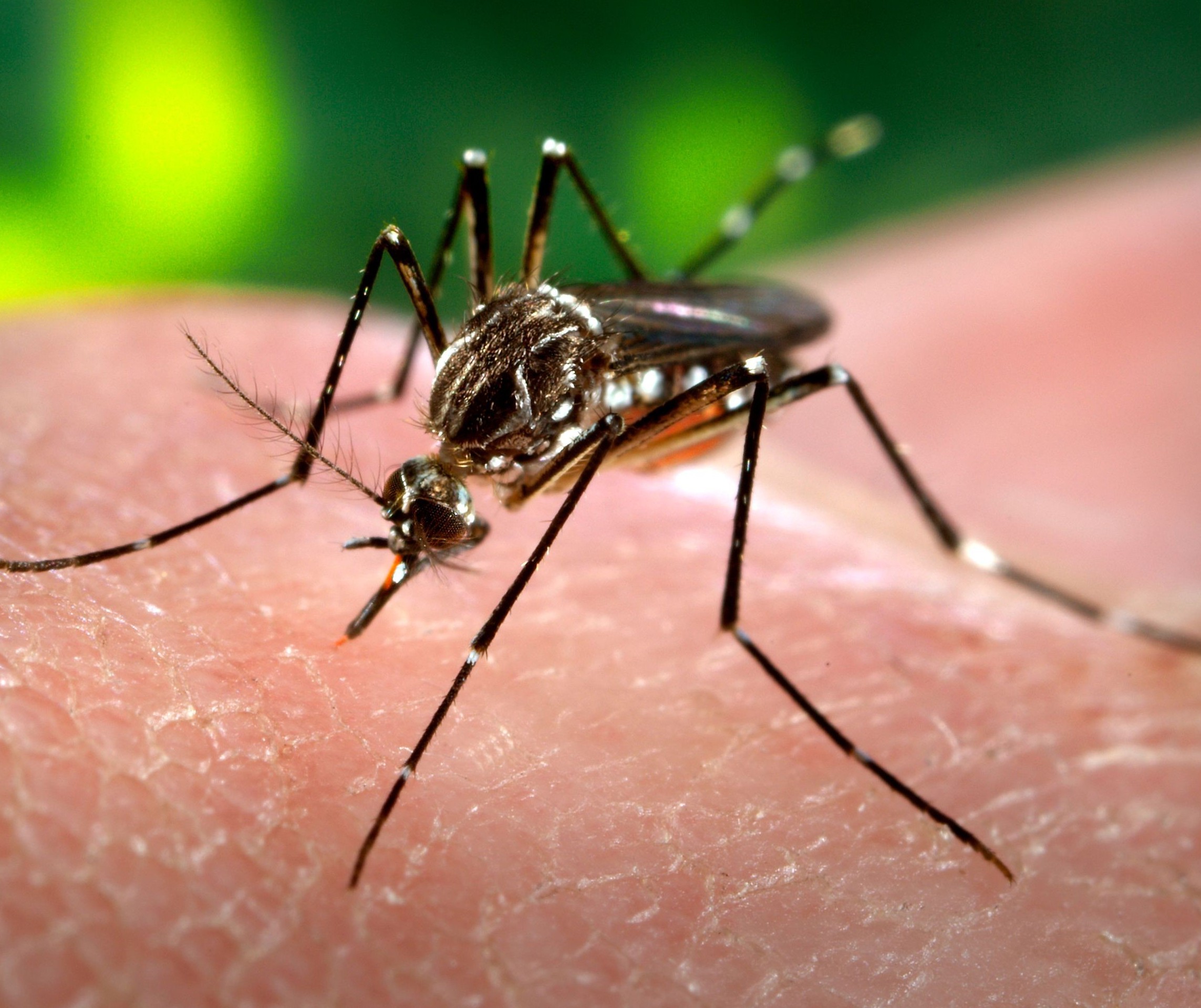 Onde estão os 20 mil jovens que ainda precisam se vacinar contra a dengue? 