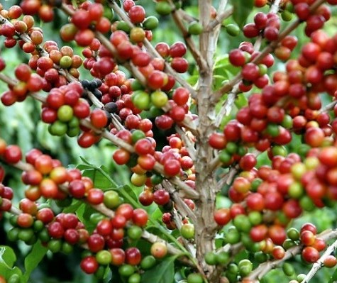 Café custa R$ 6,90 kg na região de Maringá