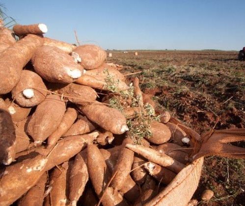 Raiz de mandioca custa R$ 380,00 a tonelada em Campo Mourão 