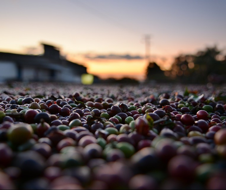 Café custa R$ 6,10 kg em Maringá