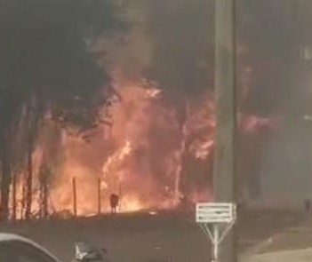 Fauna está retornando a áreas atingidas por incêndios ambientais