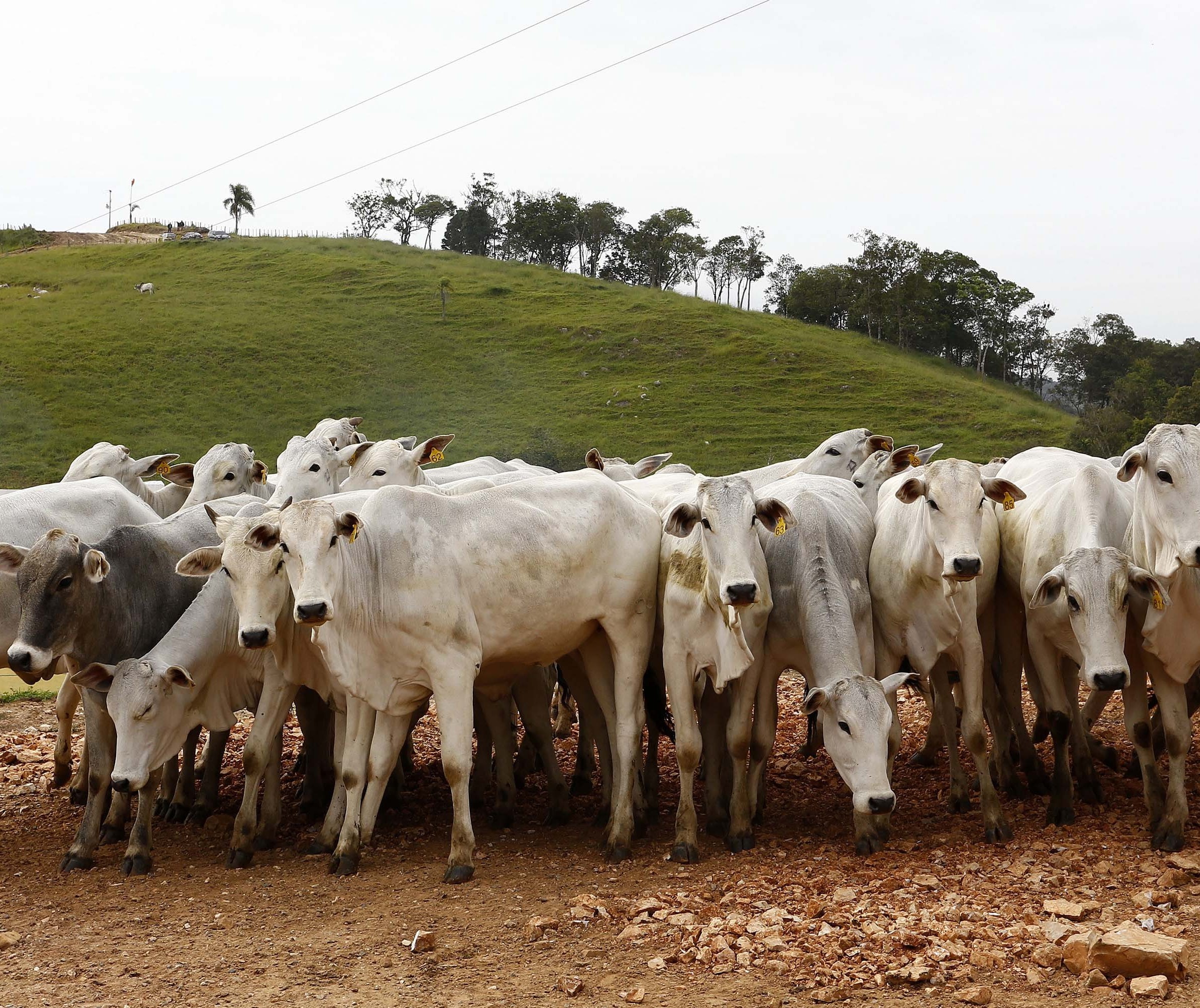 Publicação realizada pela Embrapa detalha informações sobre a área ocupada pela agropecuária