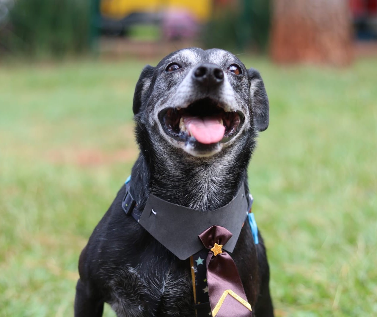 Feirinha especial promove adoção de animais de estimação mais velhos