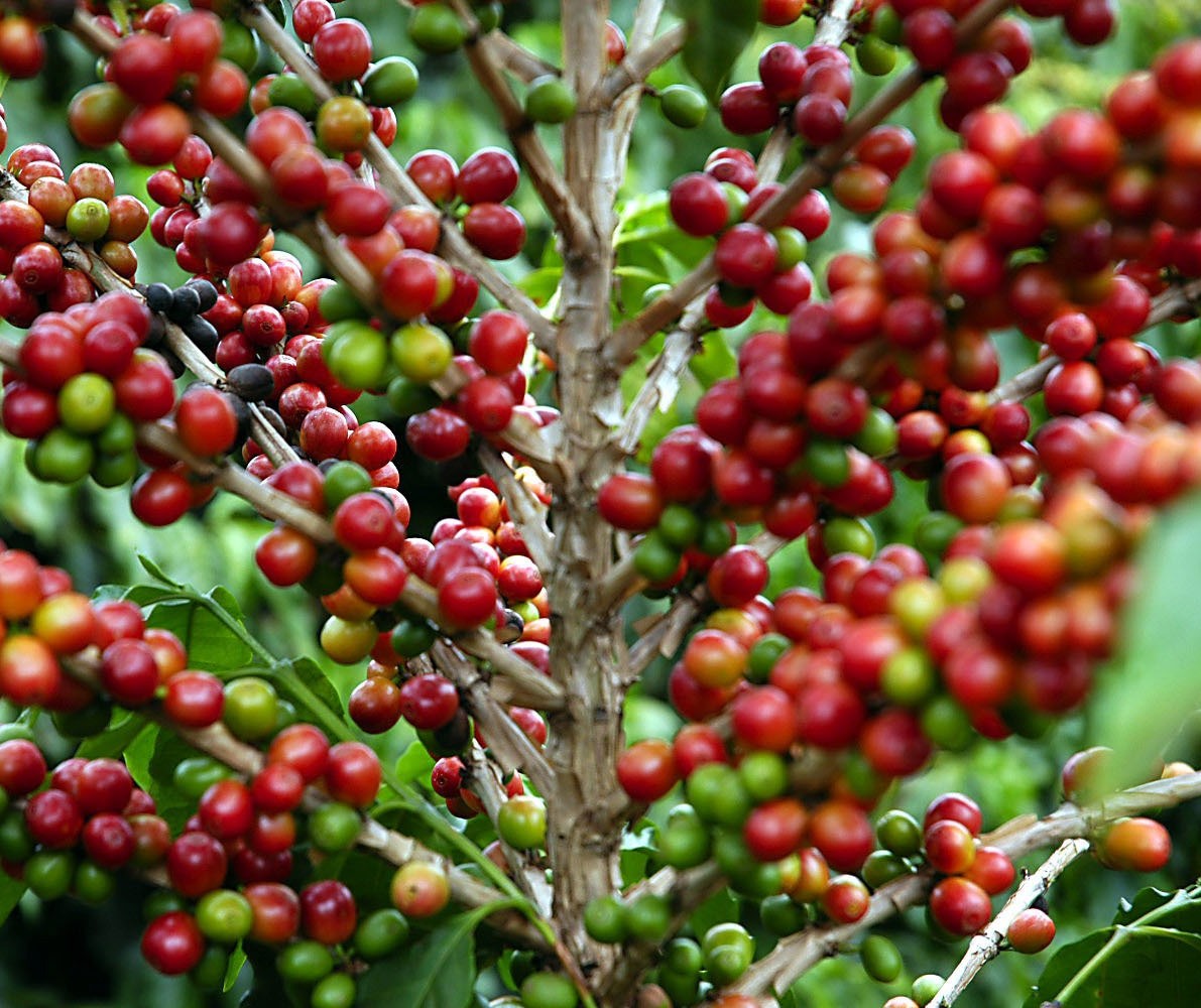 Preço do café em coco está em queda