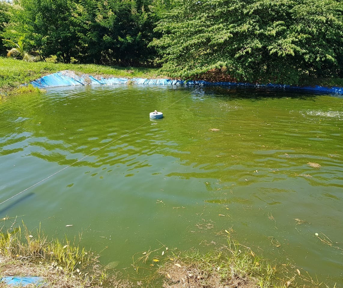 Criança de 5 anos morre afogada em tanque de peixes 