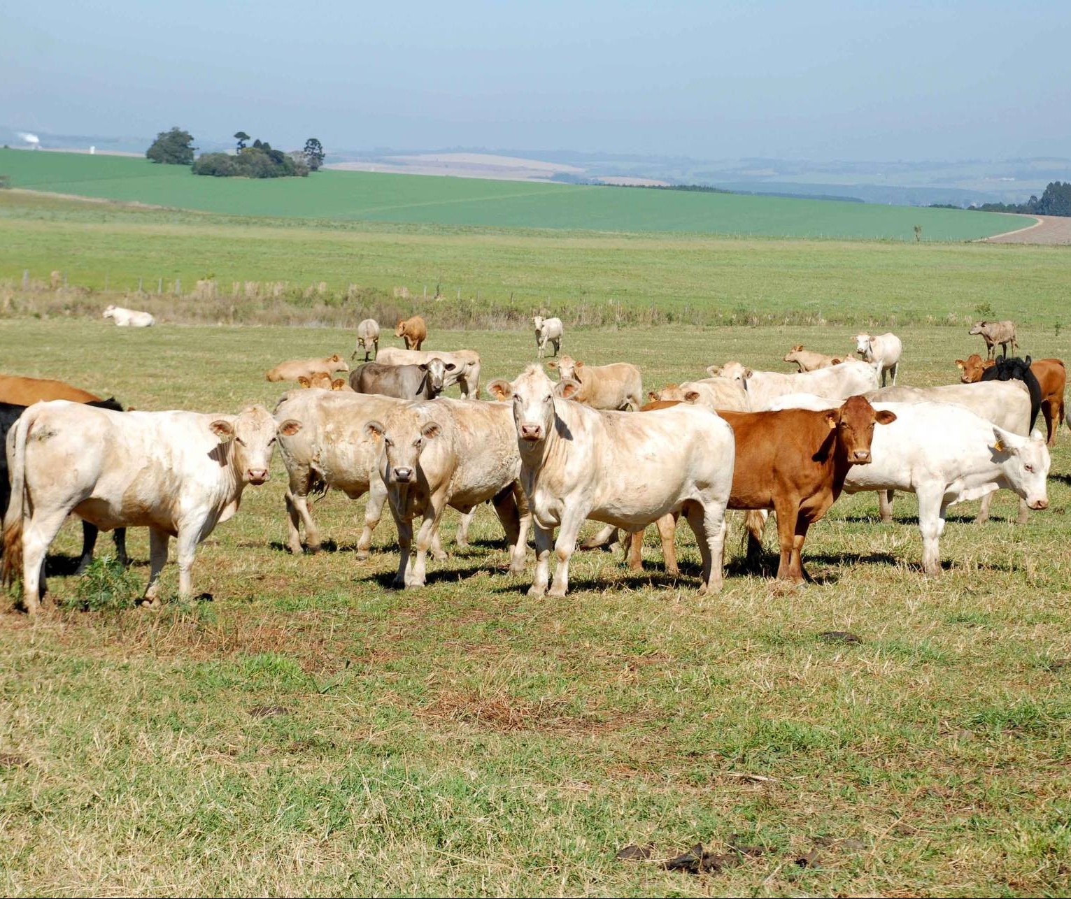 Adapar registra focos de raiva em bovinos, em Porto Rico e Tapira