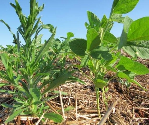 Empresa lança produto para acabar com a buva