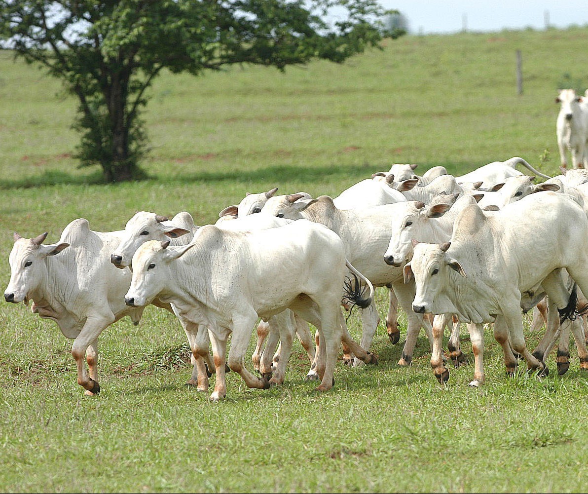 Agropecuária teve perda direta de 4,2 bi com a greve dos caminhoneiros