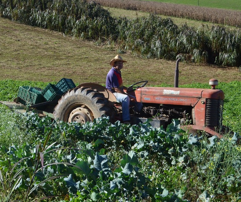 Pequenos agropecuaristas também aderem ao ILPF