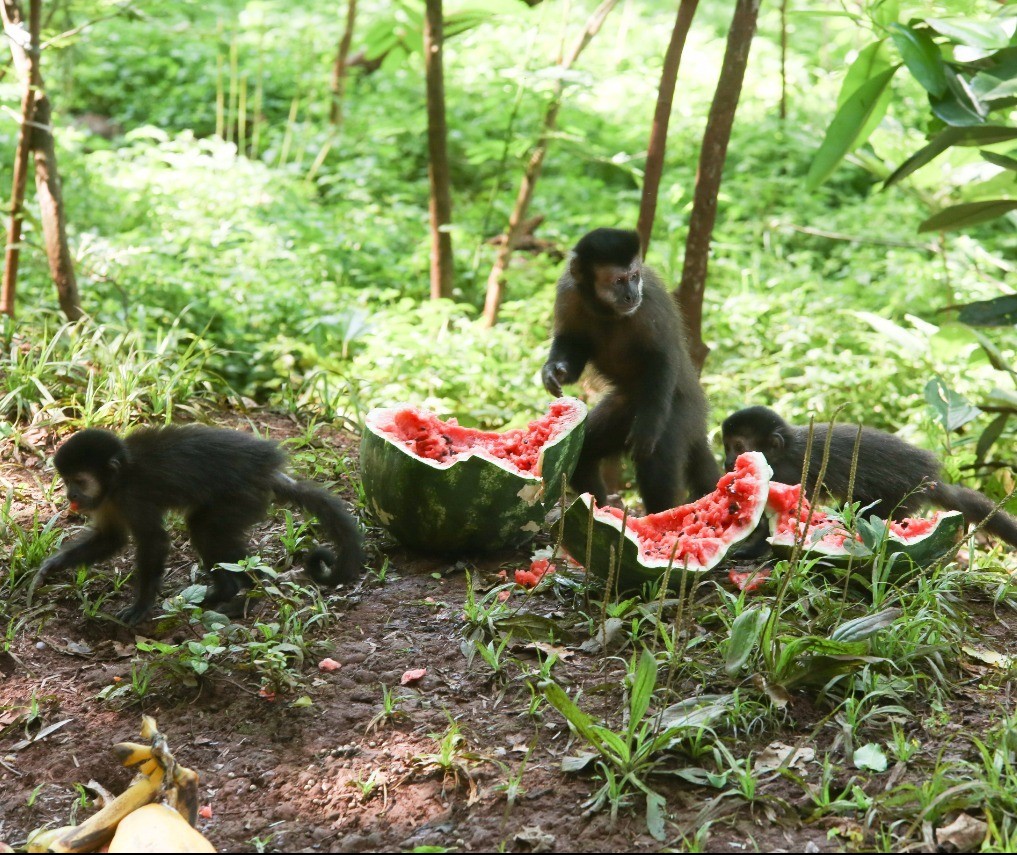 Sema economiza R$ 15 mil mensais com alimentação de animais silvestres