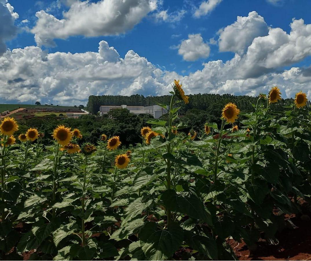Centro Universitário abre campo de girassol à visitação pública