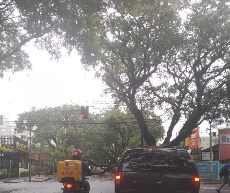 12 árvores caíram em Maringá por conta da chuva