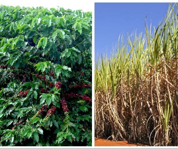 Severa estiagem acende alerta para safras de café e cana de 2019