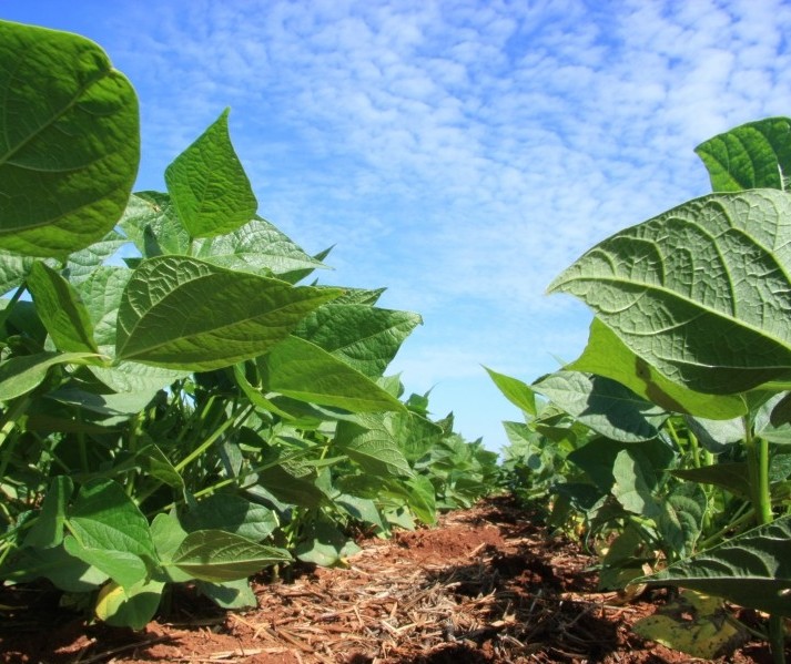 Clima ruim para plantio de milho pode levar produtores a plantarem soja nos EUA 