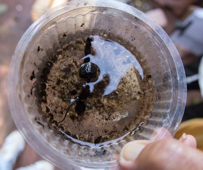 Áudio sobre situação crítica da dengue em UPA não é de Maringá 