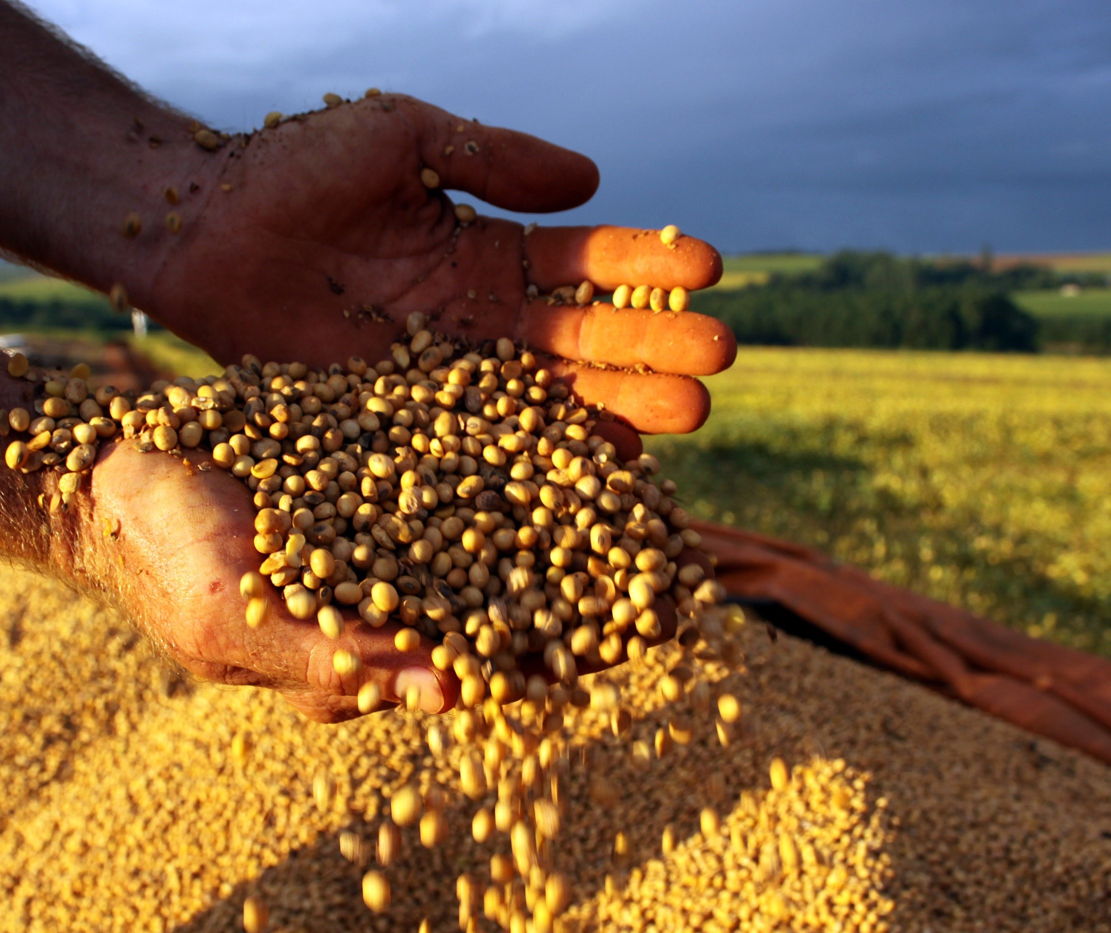 Soja custa R$ 68 em Maringá