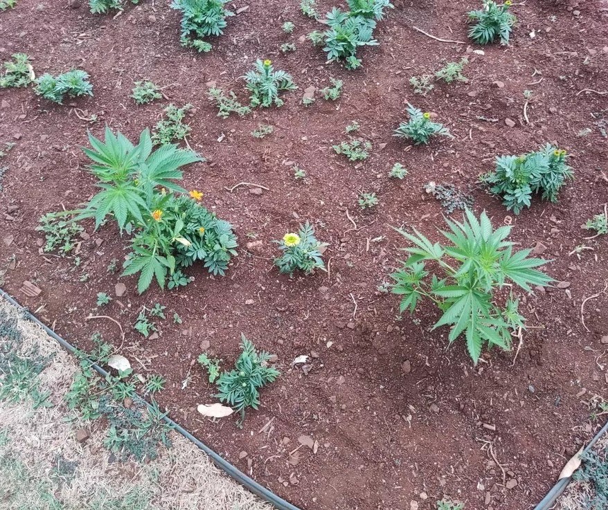 Guarda Municipal encontra pés de maconha plantados em praça no centro de Marialva