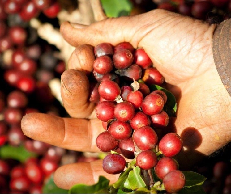 Falta de chuva em 2018 prejudicou safra de café