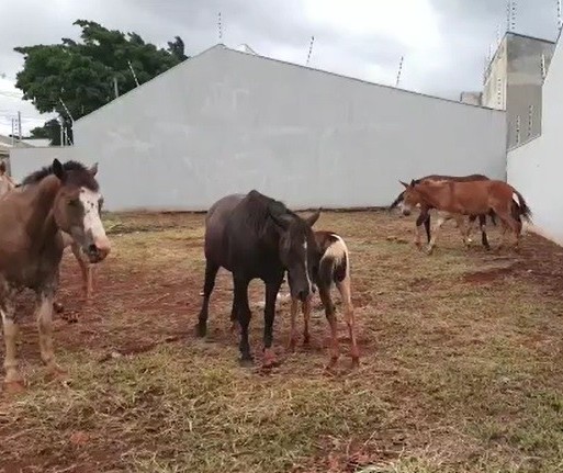 Sarandi e Maringá buscam solução conjunta para cavalos soltos 