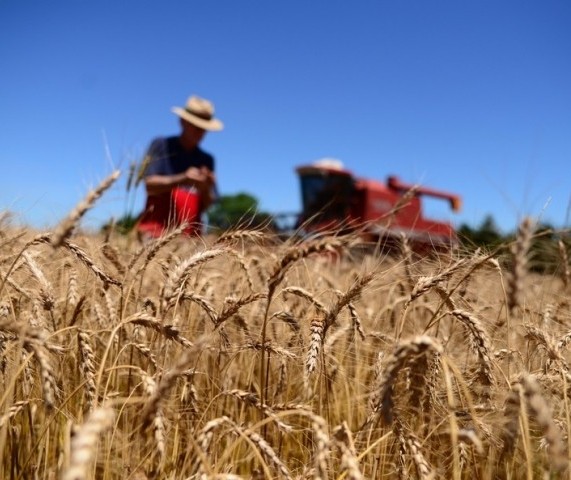 Governo reajusta preço mínimo do trigo