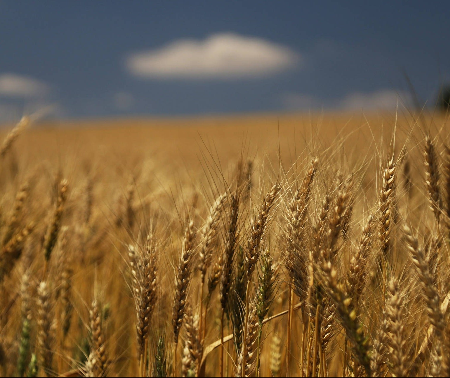 Oeste do Paraná colheu 12% de toda a safra brasileira de trigo neste ano