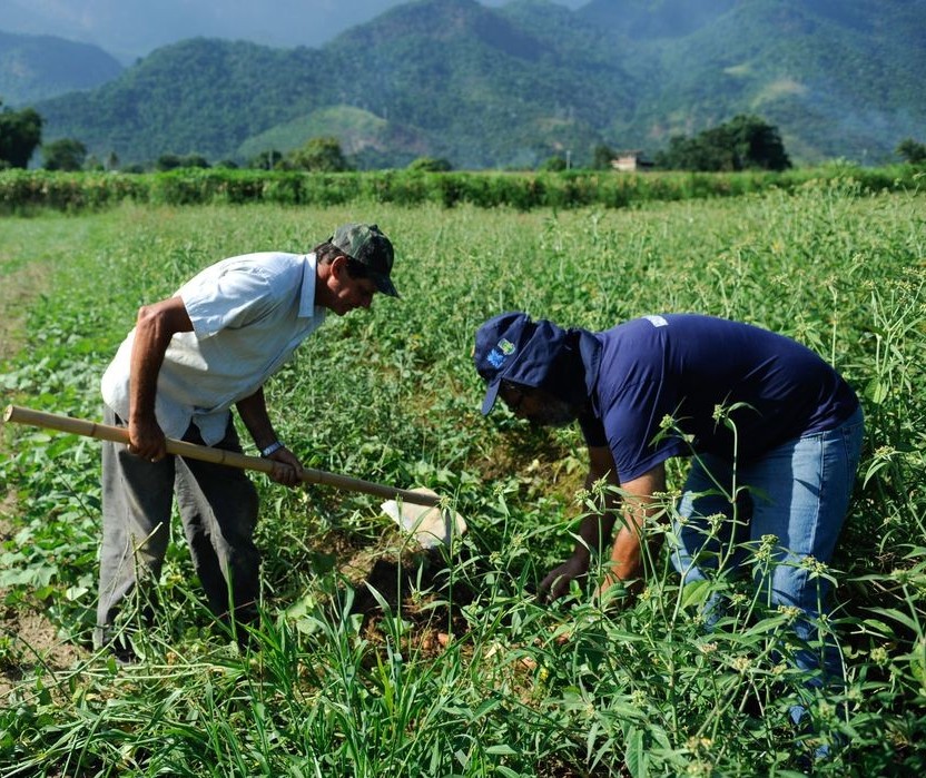 Agricultores de batata Ágata e feijão estão recebendo menos na comercialização dos produtos 