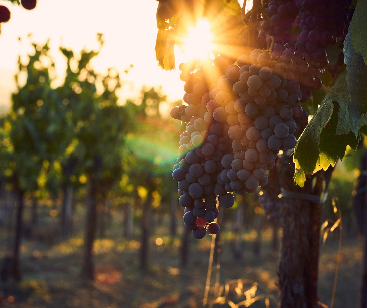 Primavera, renovação e vinhos