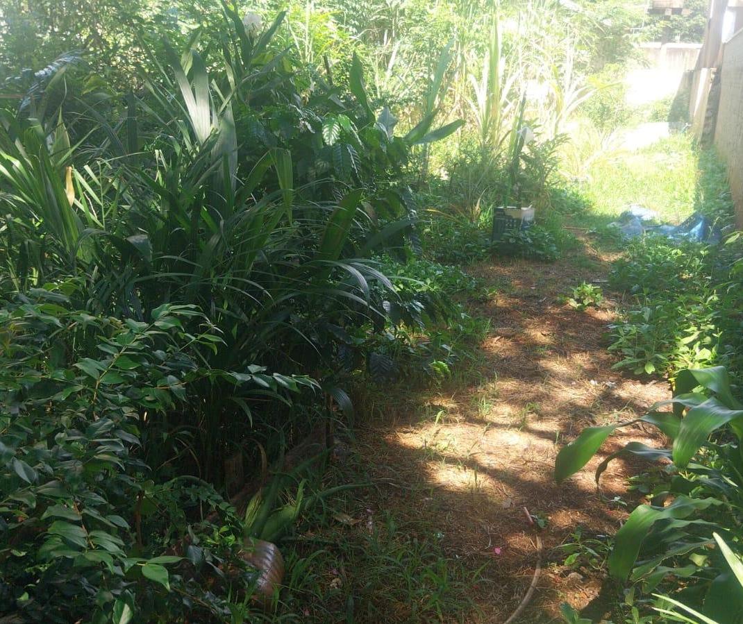 Qual a diferença entre jardim e mato em áreas urbanas?