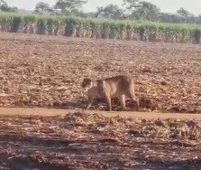 Onça é filmada andando por canavial na região de Maringá; assista