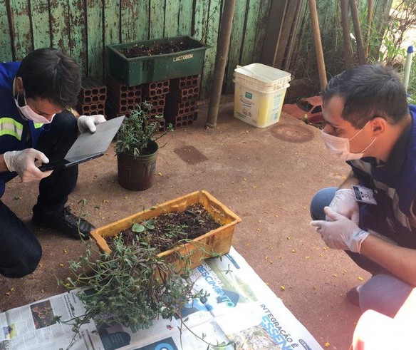 Planta que nasceu de semente da China é identificada e destruída em laboratório