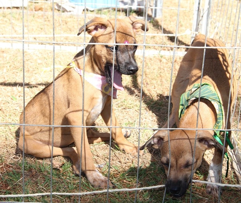  Maringá terá nesse sábado (13) feira de adoção de animais