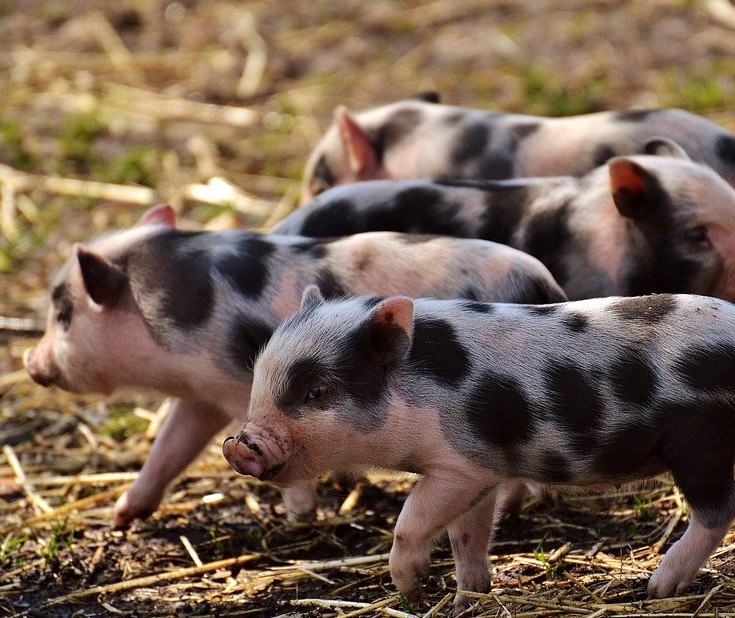 Suíno custa R$ 3,80 kg em Maringá