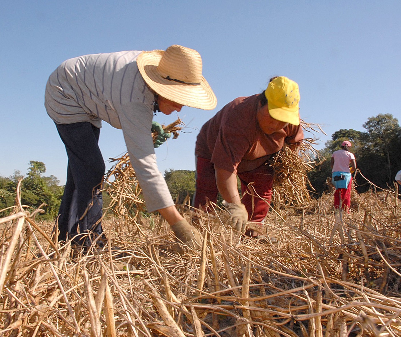 Entenda o que é o Seguro Rural