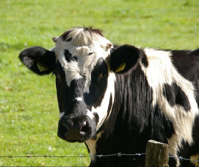 Vaca gorda custa R$ 132 a arroba em Maringá