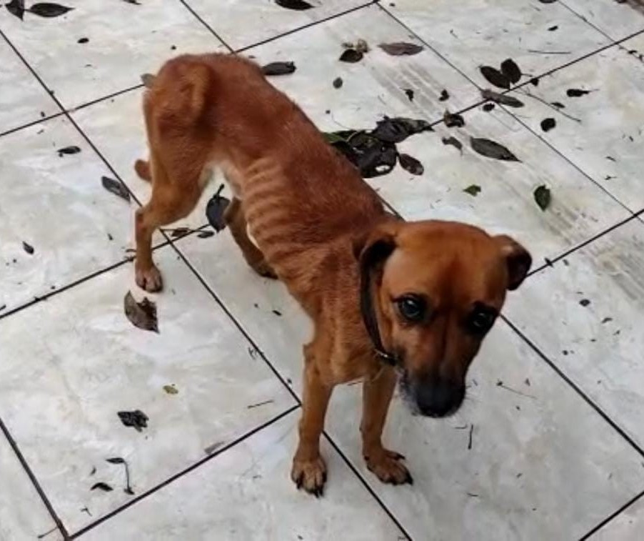 Família se muda e deixa dois cães sem comida e água em Maringá