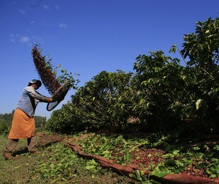 Redução na produção do café em fase final da colheita