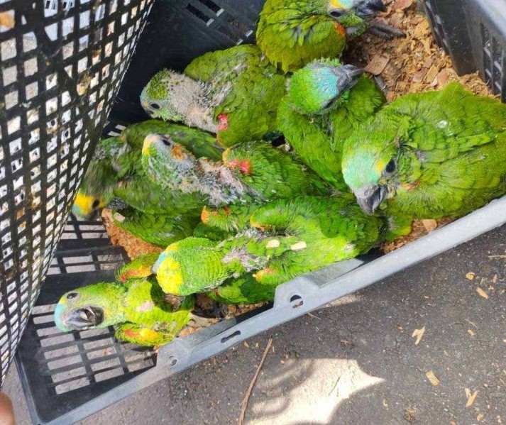 Cetas abriga aves apreendidas durante fiscalização na BR-376