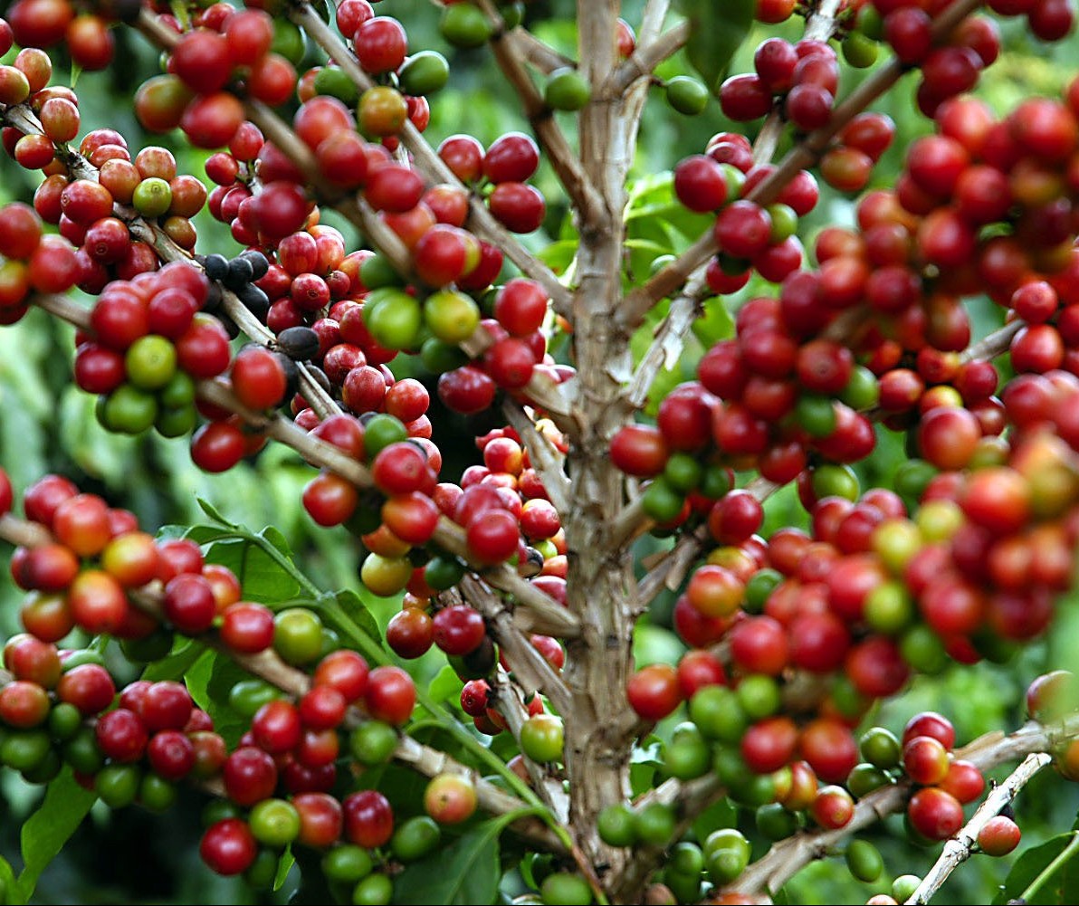 Café em coco custa R$ 6,85 kg em Maringá