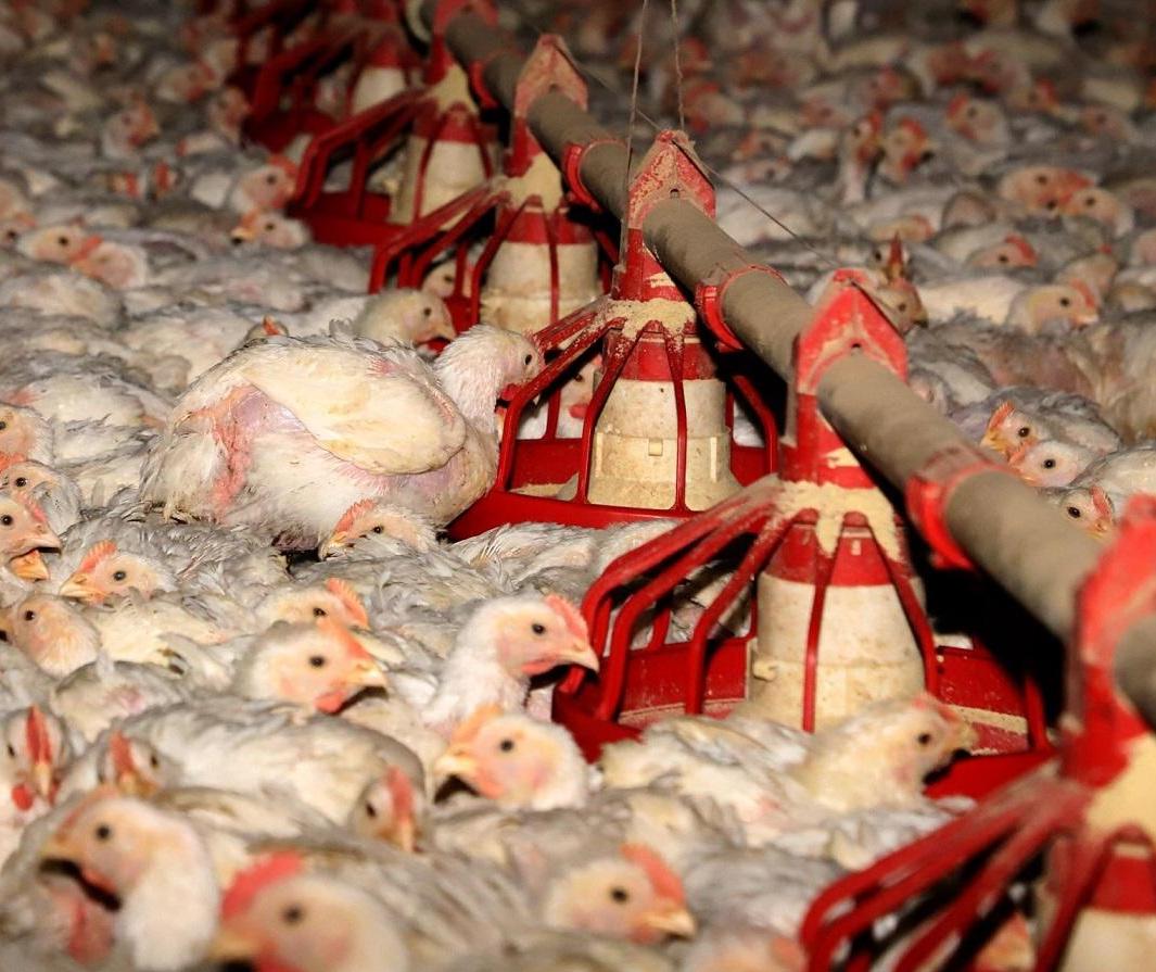 Gripe aviária: Paraná adota medida preventiva e descarta 10 mi de ovos