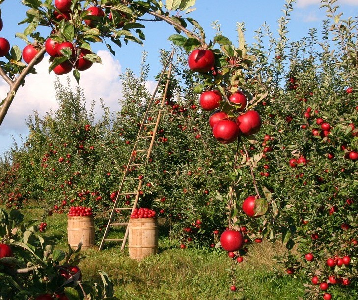 Brasil é o 3º maior produtor de frutas do mundo, mas exporta apenas 2,5% do que colhe