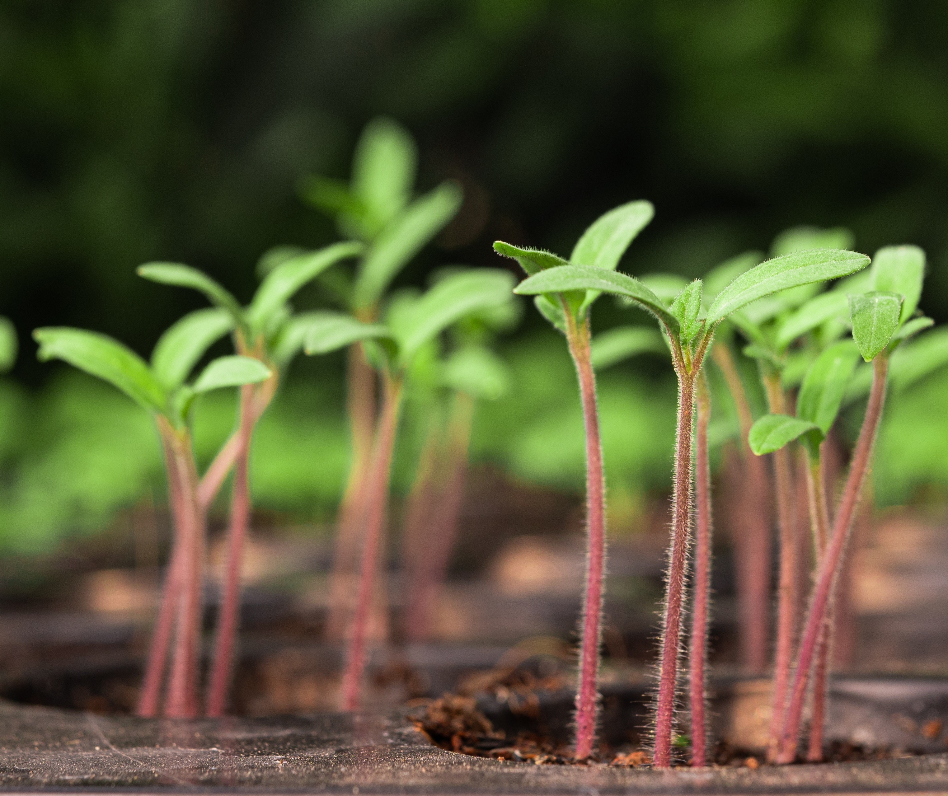 OSM pede impugnação de editais para aquisição de mudas de plantas