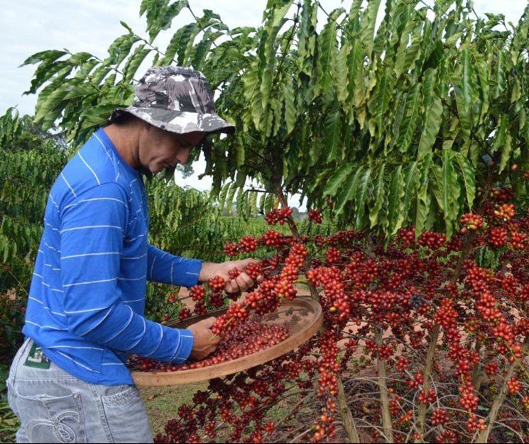 Colheita do café chega a 73% no Paraná